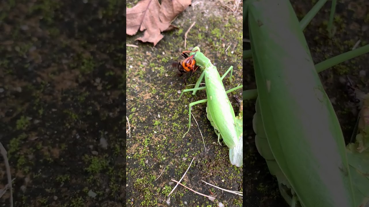 ハチVSカマキリ