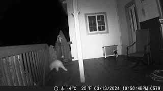 Our cat chases off neighborhood albino raccoon!
