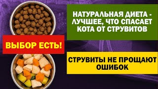 видео: Отварное мясо и овощи против камней у кота: как натуральная диета защищает кошку от струвитов картинка: Отварное мясо и овощи против камней у кота: как натуральная диета защищает кошку от струвитов