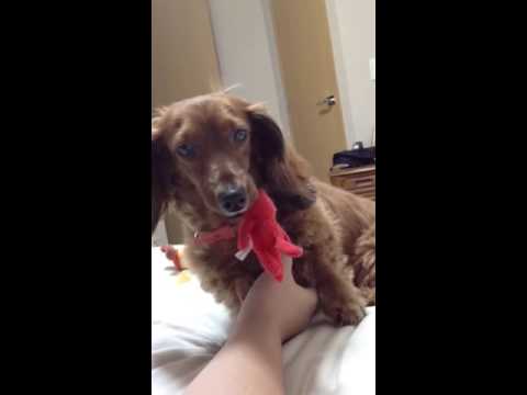 こちょこちょ要求犬 Youtube こちょこちょ要求犬 Youtube