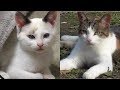 天気が良いので外出する三毛猫ミヨと子猫マメ。遊び終わったら家に帰ります