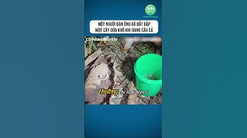 Một người đàn ông đã bắt gặp một cây dừa khô khi đang câu cá #shorts #khampha #danhbatca