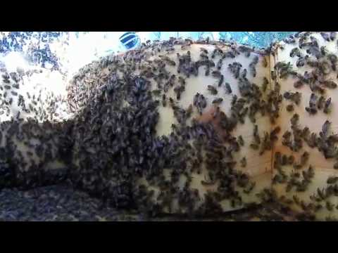 Virtualmind Bee 360° - Omnidirectional bee house realtime monitoring
