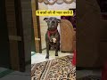 पुच्चू #vs#shorts#dogshorts#pitbull#dogtraining#americanbully#dog#labrador#ytshorts#k9#comedy