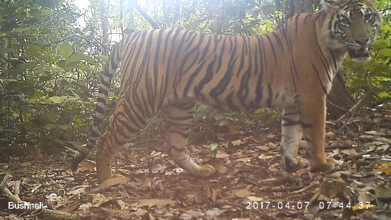 Amazing video footage of Sumatran tigers in the Bukit Tigapuluh ecosystem