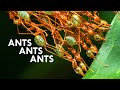 How Do Weaver Ants Build Their Nests? (ft. AntsCanada)