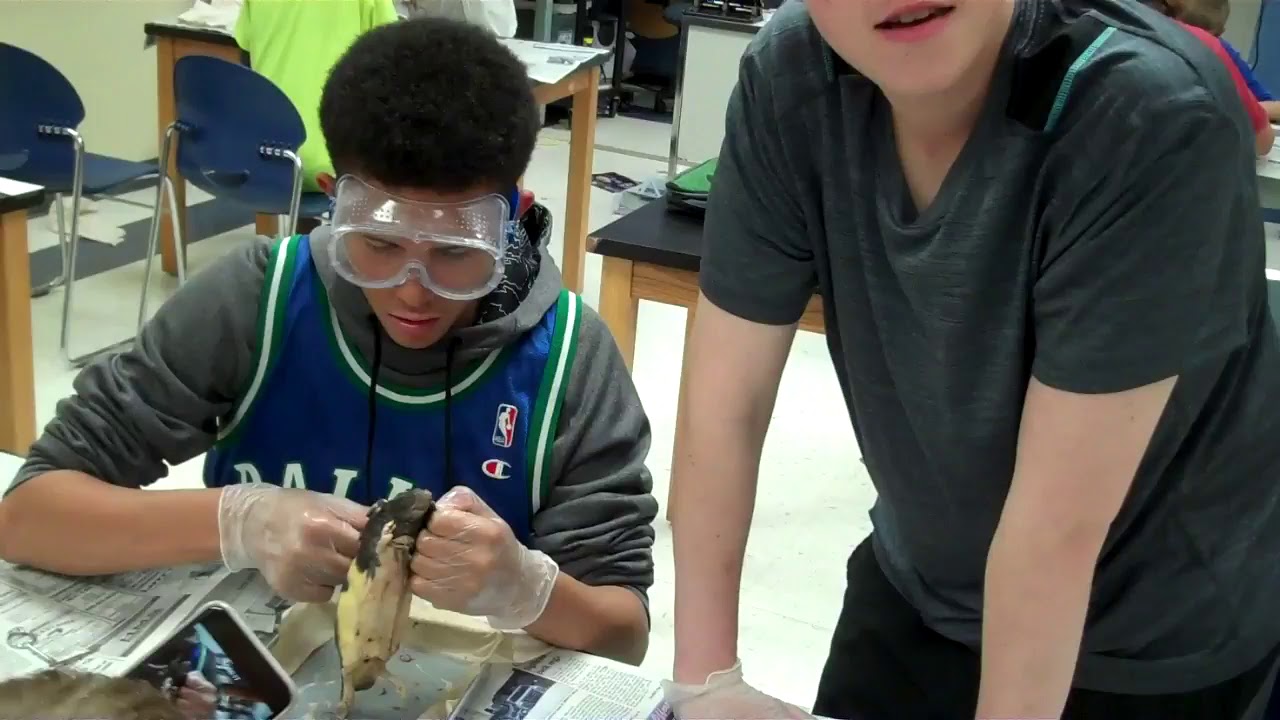 8th Grade Science Rat Dissection - YouTube