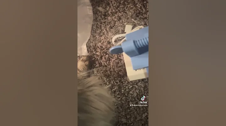 Watch the video about Silver toy review #cat #funny #pet #hungry #mainecooncat #viral #explore #mainecoon #selenagomez