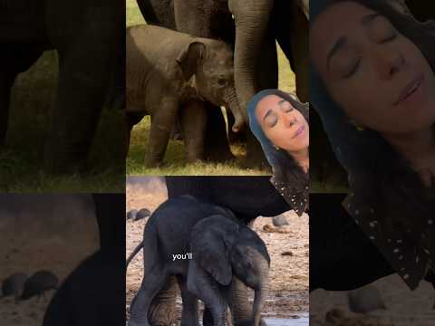 Is this an Asian or an African Elephant? 🐘 How to Differentiate Them!