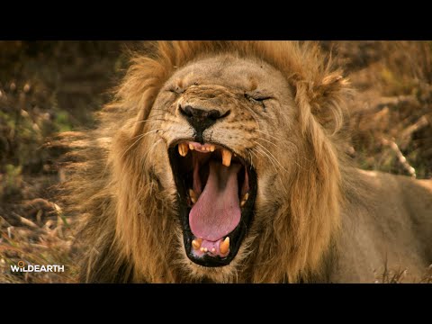 Roaring Sound Expression Lion Roaring Noise