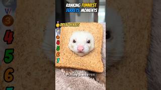 Ranking The Funniest Ferret Core Moments! 🦦⚡