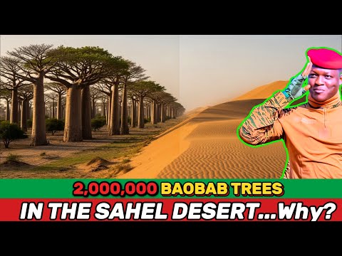 2 000 000 Baobab Trees In The Sahel Burkina Faso S Bold Plan Under Traoré 