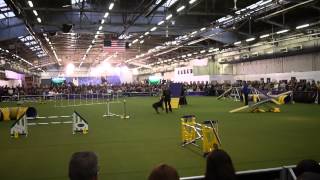 2014 WKC Agility Prelims - Doberman