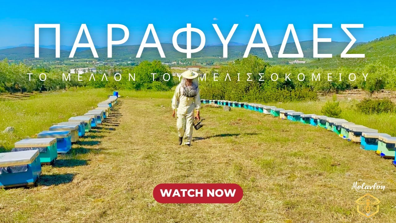 Παραφυάδες. Το μέλλον του μελισσοκομείου