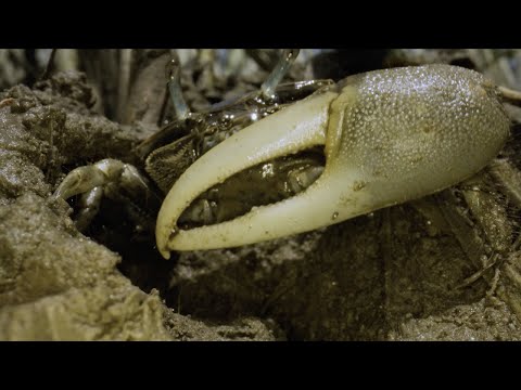 Crabs on the move: Climate migrants fiddle with the Great Marsh | Science News