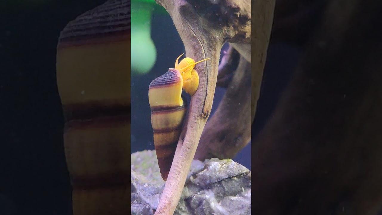 Тиломелания Сулавеси