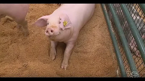 O que é pecuaria suína?