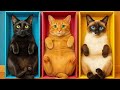 シークレットキャットサプライズ！母は隠されたかわいそうな子猫について知るのだろうか？🐱🎉