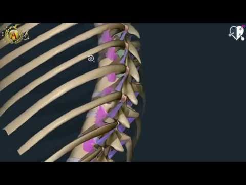 Video: Artroscopia Delle Articolazioni - Caratteristiche Del Metodo, Indicazioni, Vantaggi