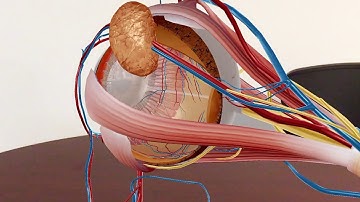 [Promo] Human Anatomy Atlas 2019 | Visible Body