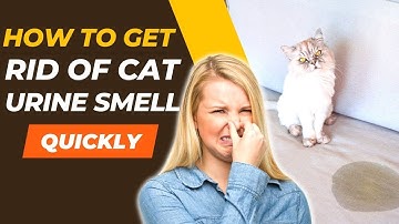 How To Get Rid Of Cat Urine Smell Quickly - Easy Home Remedies