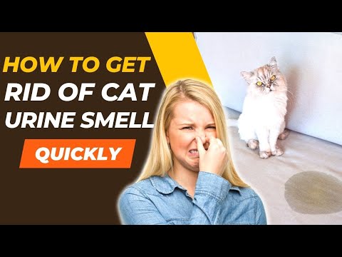 The Life Changing Magic of ENZYME CLEANERS! 🐱 Get Rid of Cat Pee