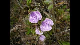 Flor do Campo - Messias Holanda