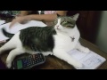 Cat  not allowed sister doing homework