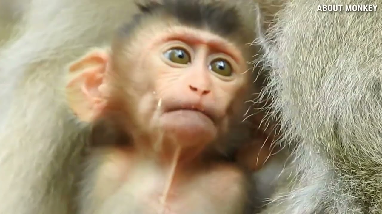 Baby Monkey Rex So Cute Good Mom Monkey Rose👍🏻