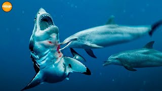 Evil Reasons why Sharks are Afraid of These Dolphins