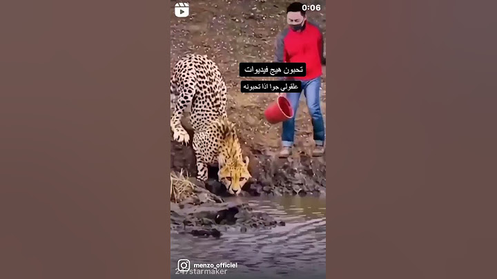 شاهد التمساح كيف ياكل الفهد