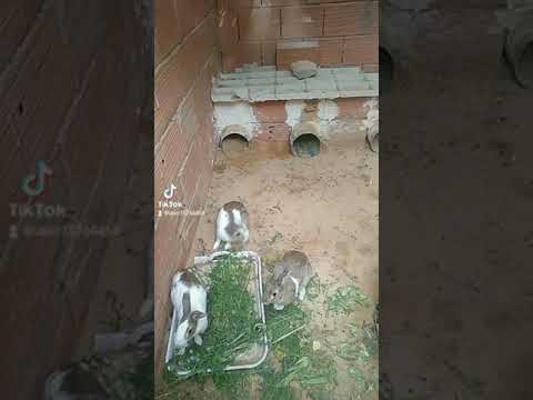 مشهد صغير عن تربية الارنب ارضي