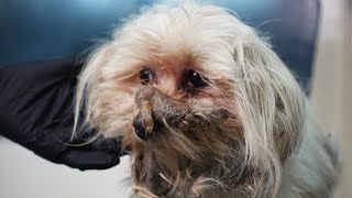 This Dog Was FULL OF SPIKY BURDOCKS