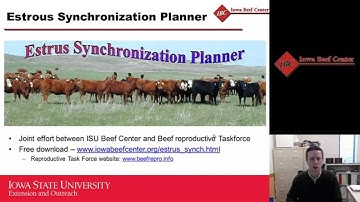 Benefits of Estrous Synchronization in the First-Calf Beef Heifer