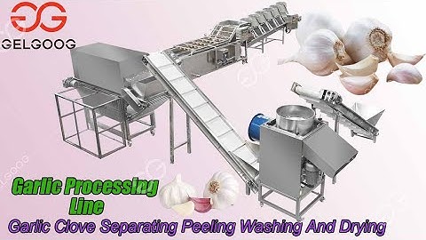 Garlic Clove Separating Peeling Washing And Drying Production Line Garlic Processing