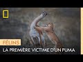 Un Jeune Puma Achève Sa Première Proie Un Jeune Puma Achève Sa Première Proie
