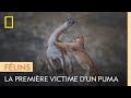 Un jeune puma achve sa premire proie