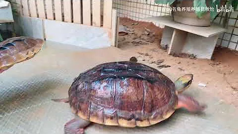 十斤重的元宝级别的金钱龟王？到底是什么样的呢？ - 天天要闻