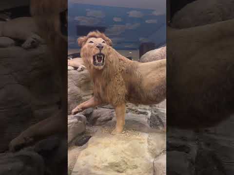 Please And Thank You For Watching My Video And Your Supporting Myvideo Youtubeshorts Challenge