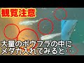 【観覧注意】大量の害虫の中にメダカを入れてみると‥屋外と室内育ちメダカのリアクションが!?、メダカ睡蓮ビオトープ