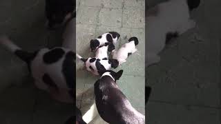 Cachorros Fox Terrier A 24 Días De Nacidos