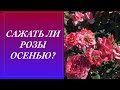 САЖАТЬ ЛИ РОЗЫ ОСЕНЬЮ