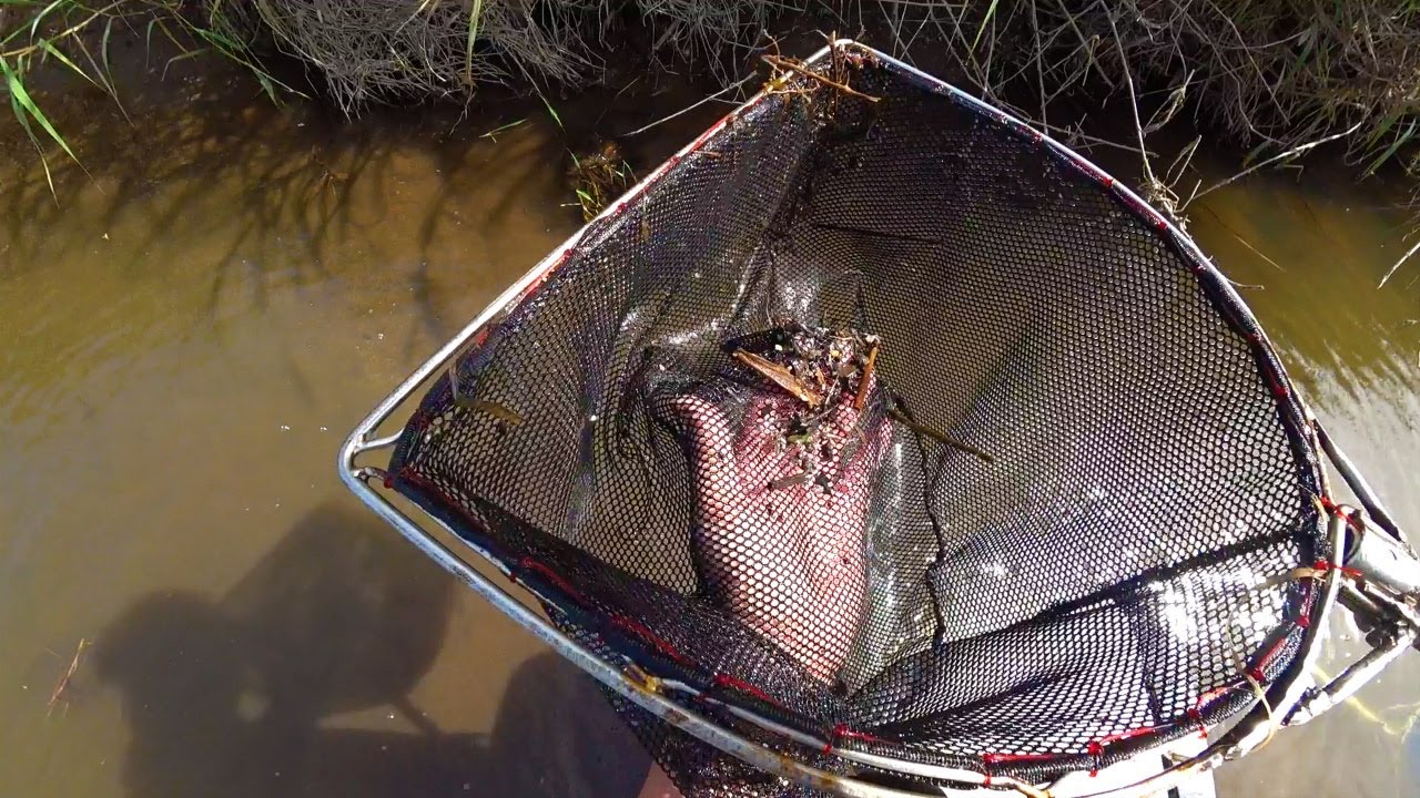 川のほとりにある謎の池を調査せよ　第二回