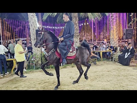 مروان بيه و بدر شتيوي مملكة دهشور الحاج حمد ربيع 2024