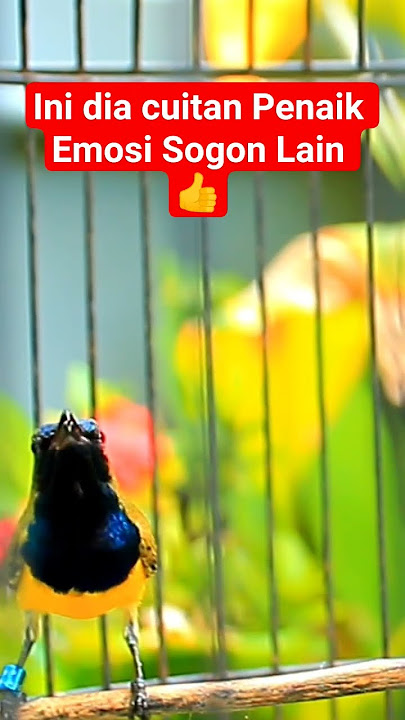 trnyata ini, cuitan Sogon Gacor Penaik Emosi lawan #sogon #sogongacorngobra #sogongacor #sogonnembak