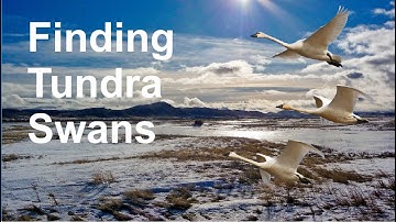 Finding Birds: Tundra Swans in the West