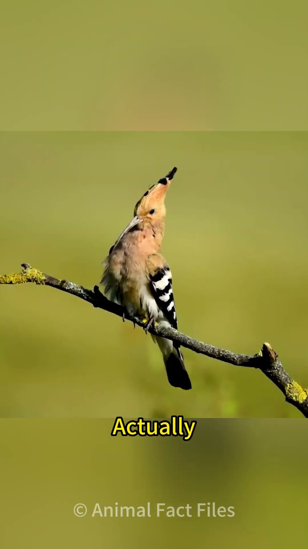 The most beautiful sound of Hoopoe bird ( Hudhud ) mentioned in Quran