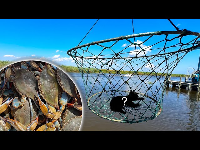 Best CRAB BAIT? Catching Tons of Crabs from a Public Pier