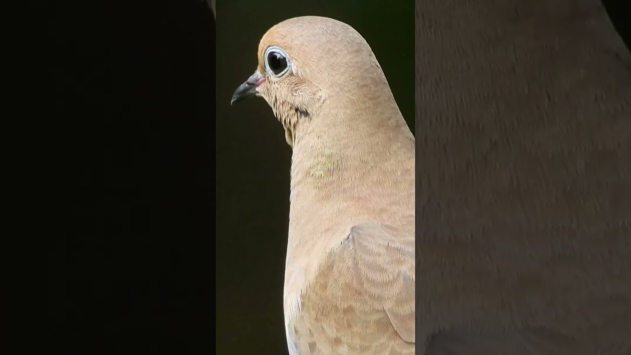 This Beautiful Dove Looks Like It S Wearing Makeup But All Natural 