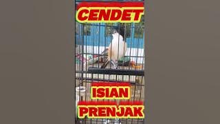 CENDET GACOR ISIAN PRENJAK || SPEK KICAU & ANGGUNGAN